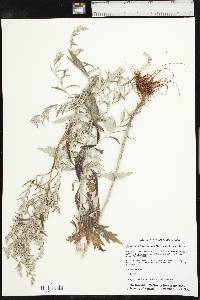 Artemisia ludoviciana var. ludoviciana image