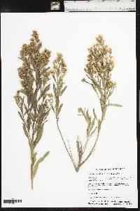 Baccharis salicina image