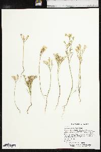 Linum rigidum image