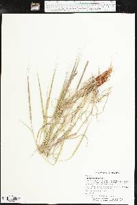 Aegilops cylindrica image