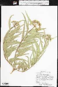 Asclepias asperula subsp. capricornu image