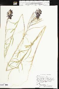 Streptanthus hyacinthoides image