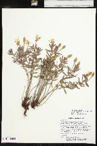 Calylophus hartwegii subsp. pubescens image