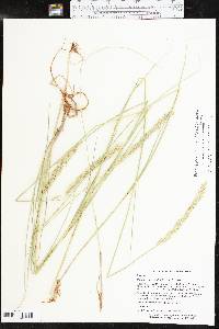 Pascopyrum smithii image