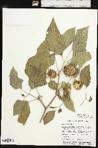 Datura wrightii image