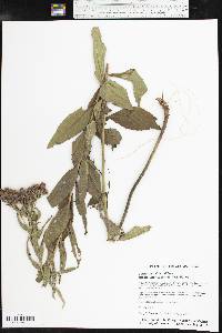 Vernonia baldwinii subsp. interior image