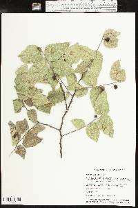 Celtis reticulata image