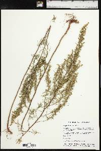 Artemisia dracunculus image