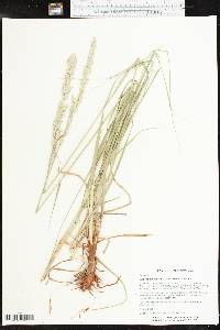 Tridens albescens image