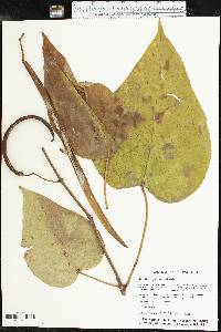 Catalpa speciosa image