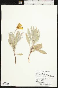 Oenothera macrocarpa subsp. incana image