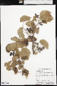 Vitis acerifolia image