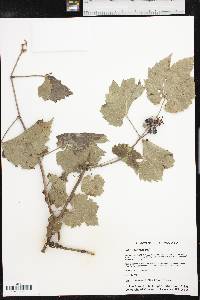 Vitis acerifolia image