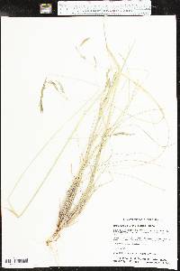 Eragrostis curvula image