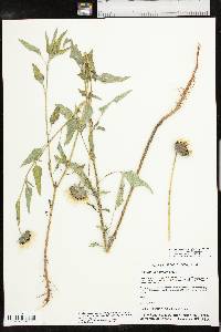 Helianthus petiolaris subsp. petiolaris image