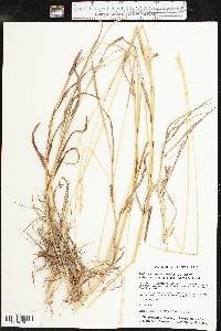 Bothriochloa laguroides subsp. torreyana image