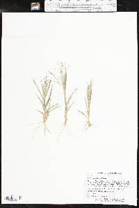 Panicum hillmanii image