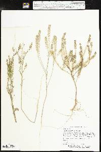 Lepidium densiflorum image