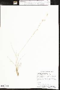 Eragrostis secundiflora image