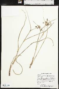 Tradescantia occidentalis image