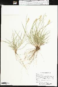 Cenchrus spinifex image