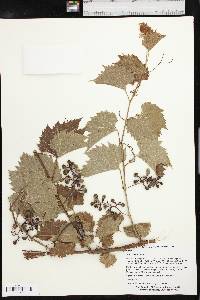 Vitis acerifolia image