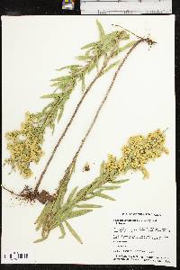 Solidago altiplanities image