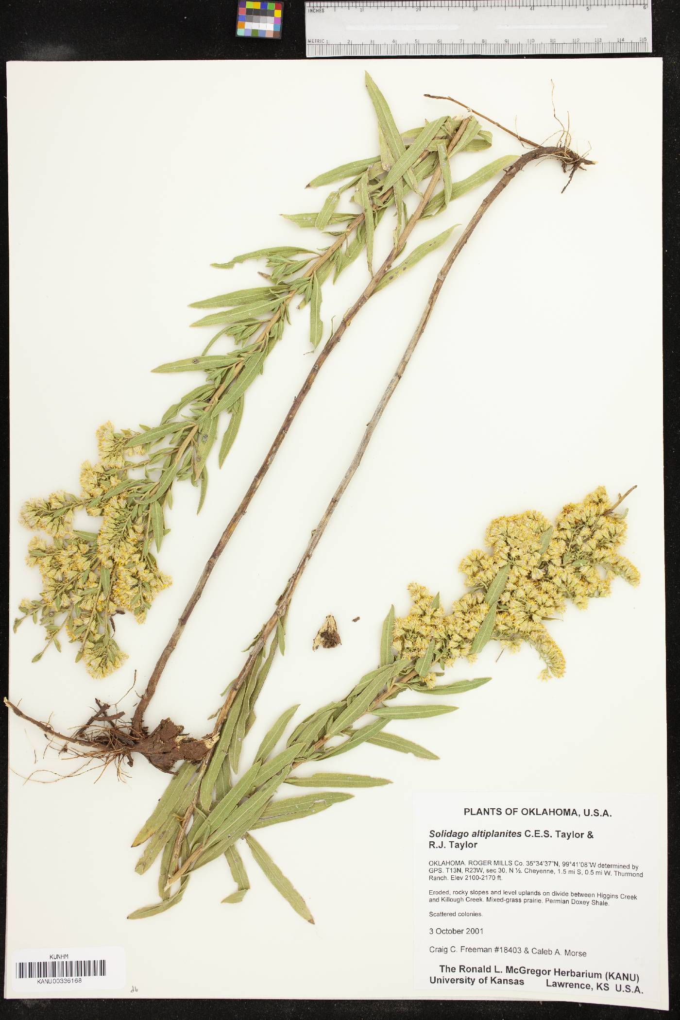 Solidago altiplanities image