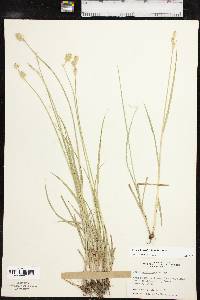 Carex tetrastachya image
