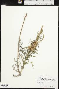 Cuscuta cuspidata image