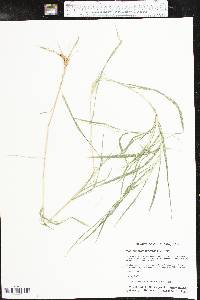 Muhlenbergia mexicana image