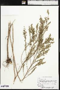 Artemisia dracunculus image