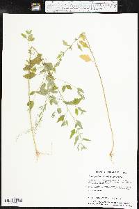 Chenopodium standleyanum image