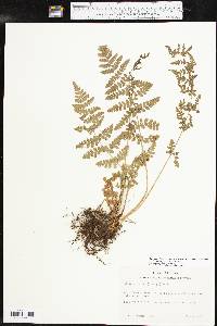 Woodsia obtusa subsp. occidentalis image