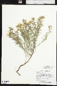 Oenothera berlandieri image