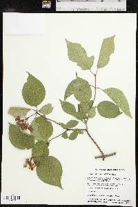 Cornus drummondii image