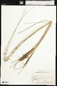 Juncus coriaceus image