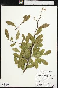 Sideroxylon lanuginosum image