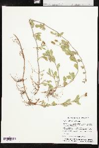 Phyla nodiflora image