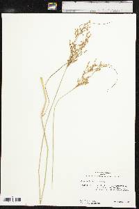 Juncus interior image