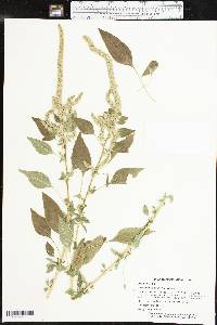 Amaranthus palmeri image