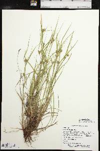 Carex bulbostylis image