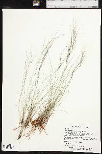 Aristida purpurea var. purpurea image