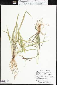 Echinochloa muricata var. muricata image