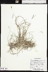 Bothriochloa ischaemum image