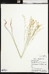 Linum rigidum image