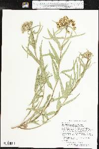 Asclepias asperula image