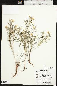 Oenothera serrulata image