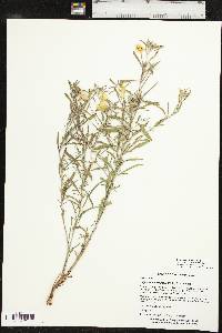 Oenothera serrulata image