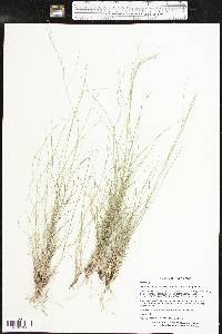 Aristida purpurea var. wrightii image